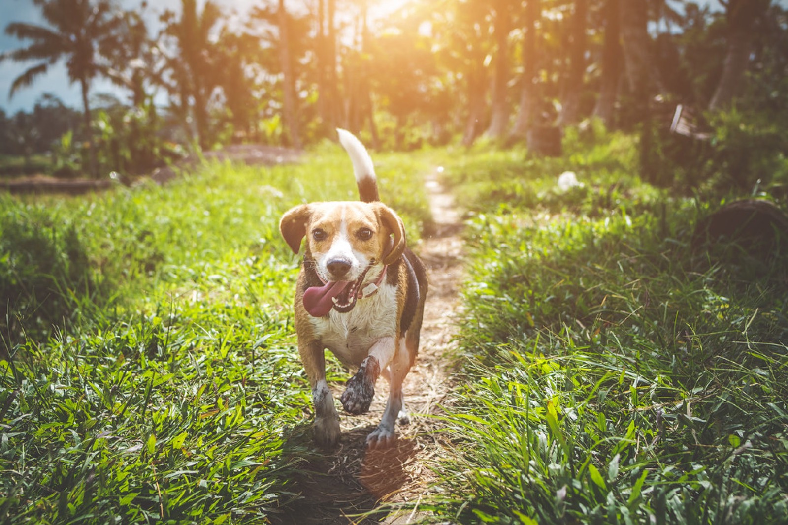 Boldog beagle futás közben, illusztráció