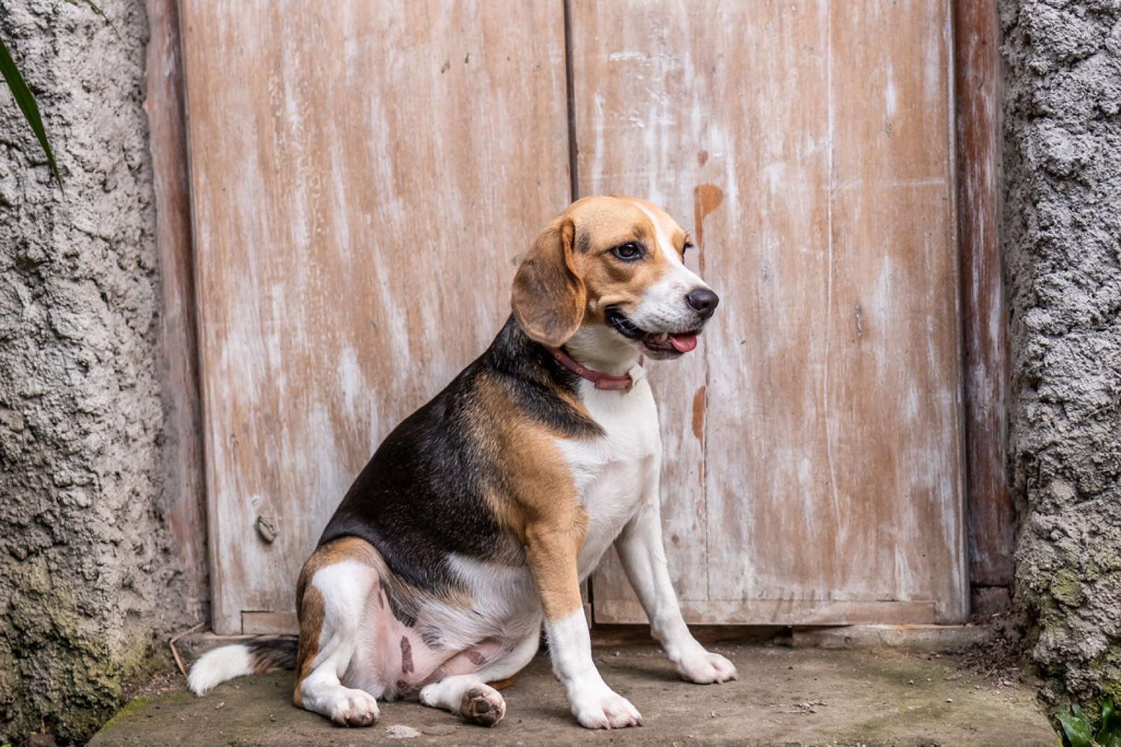 Beagle kutya ülő pózban, illusztráció