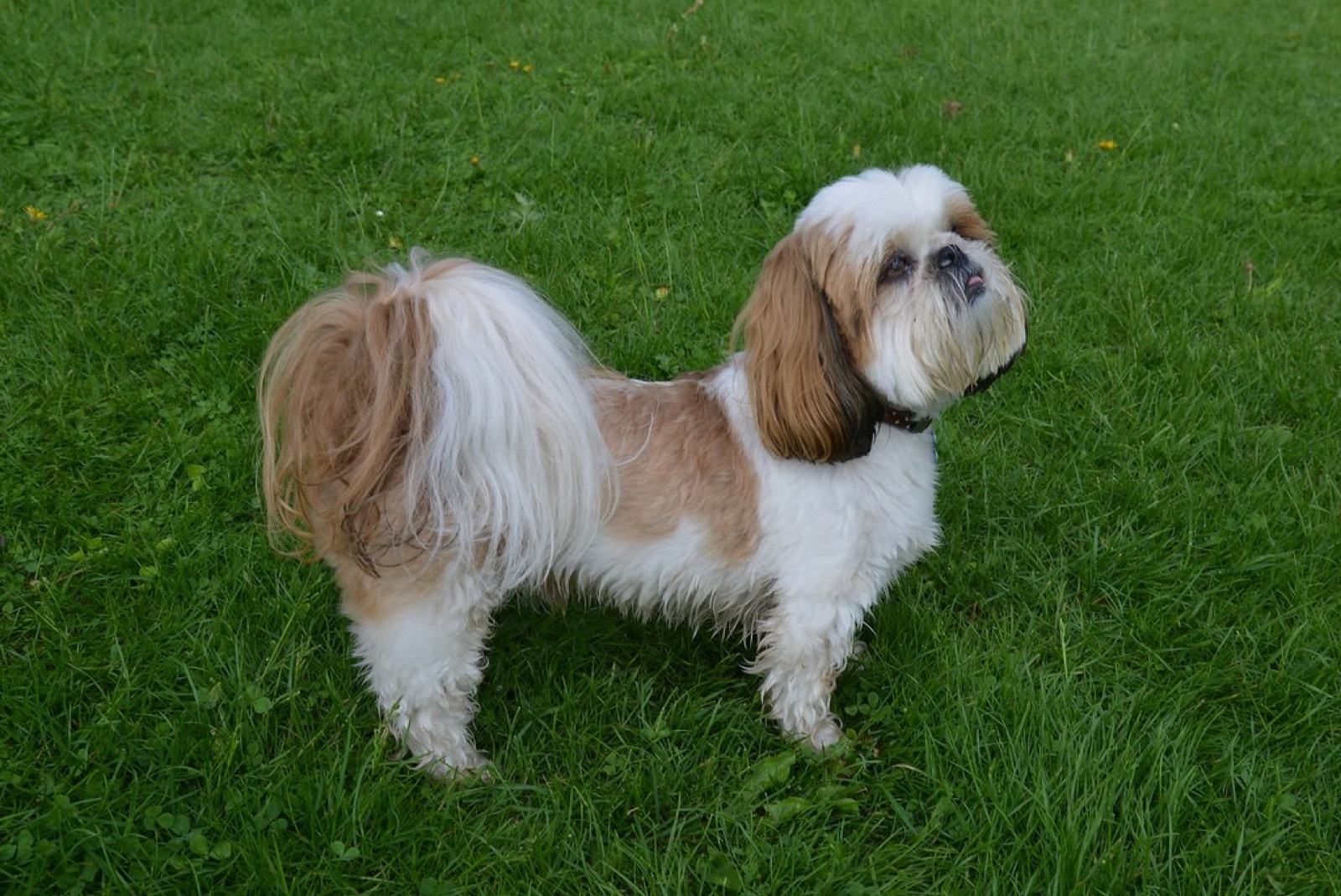 Ápolt shih tzu a füvön, illusztráció