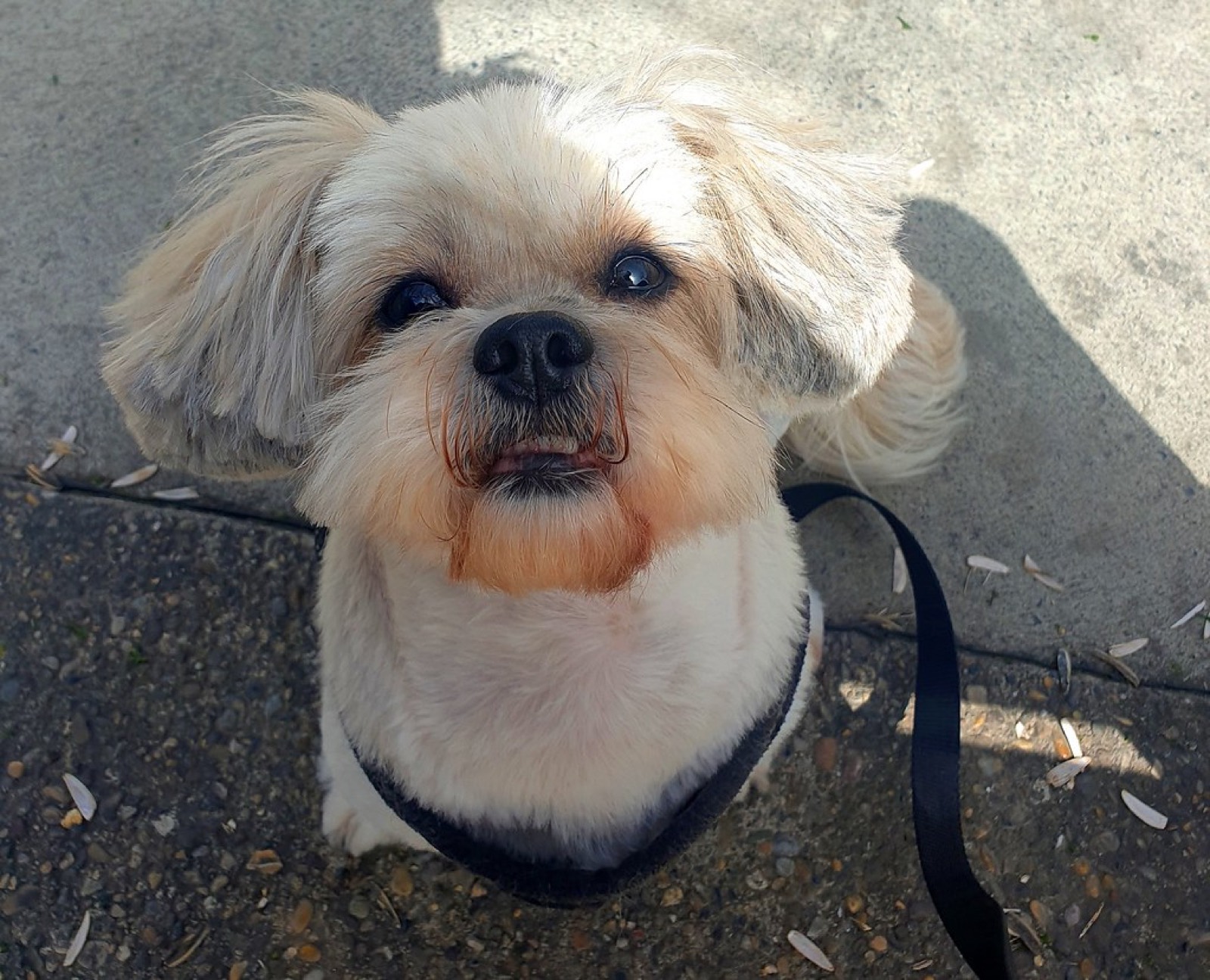 Shih tzu portré napsütésben, illusztráció